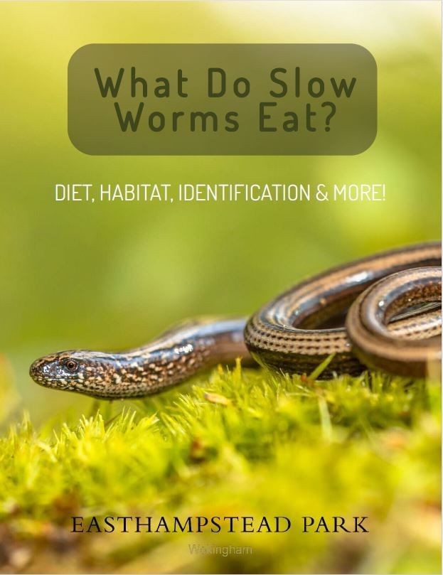 What Do Slow Worms Eat Ebook Cover