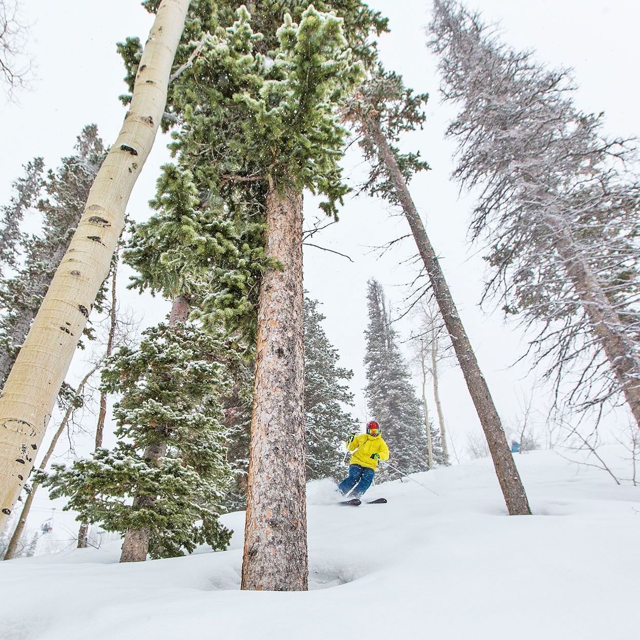 Skier in trees