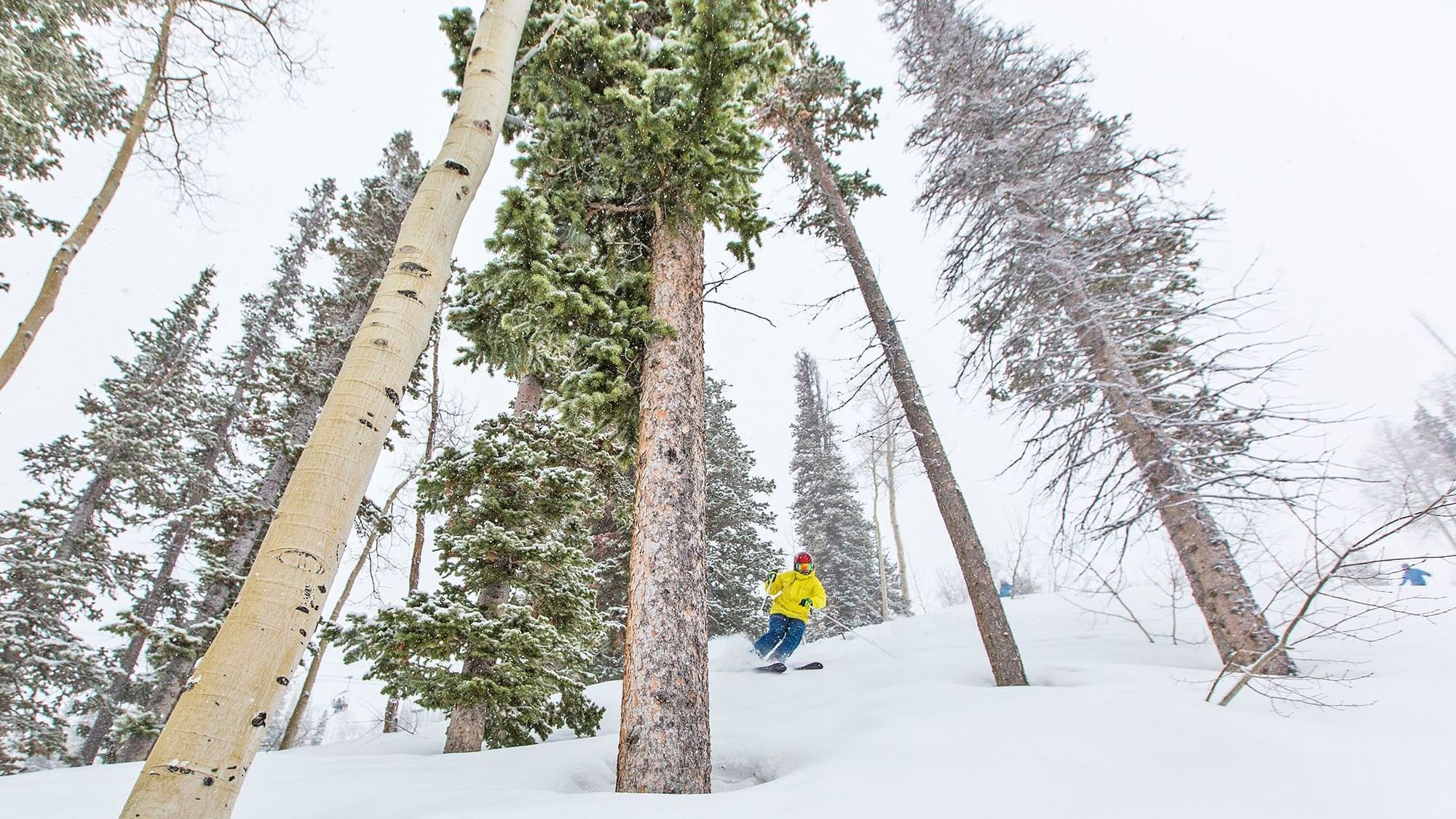 Skier in trees