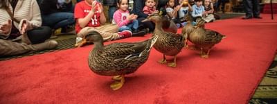 A bunch of kids looking at Peabody ducks in Peabody Hotels