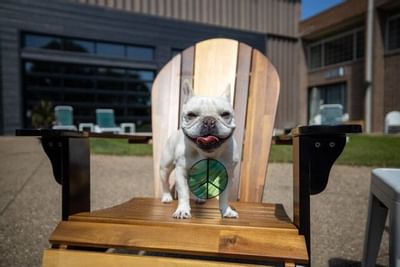a dog on a chair