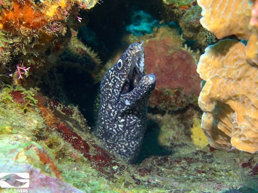 Criaturas marinas y corales bajo el mar en Ibagari Boutique Hotel