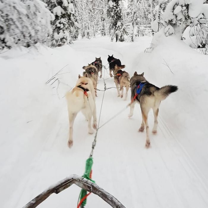 Falkensteiner Genuss- und Wohlfühlhotel Mühlviertel Winter Aktivitäten Schlittenfahren Hunde