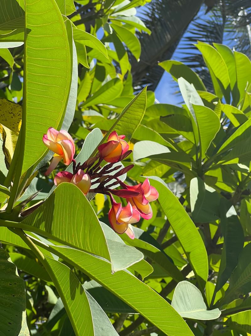 Pink and orange flowers among green leaves in the tropical garden at Tambua Sands Beach Resort Fiji.