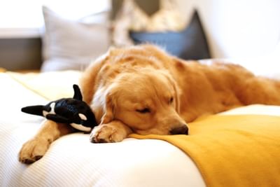 Dog lying down on the bed with a soft toy at Alderbrook Resort