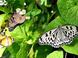 Places of Interest - Entopia By Penang Butterfly Farm