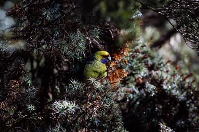 Bird on a tree in the woods near Cradle Mountain Hotel