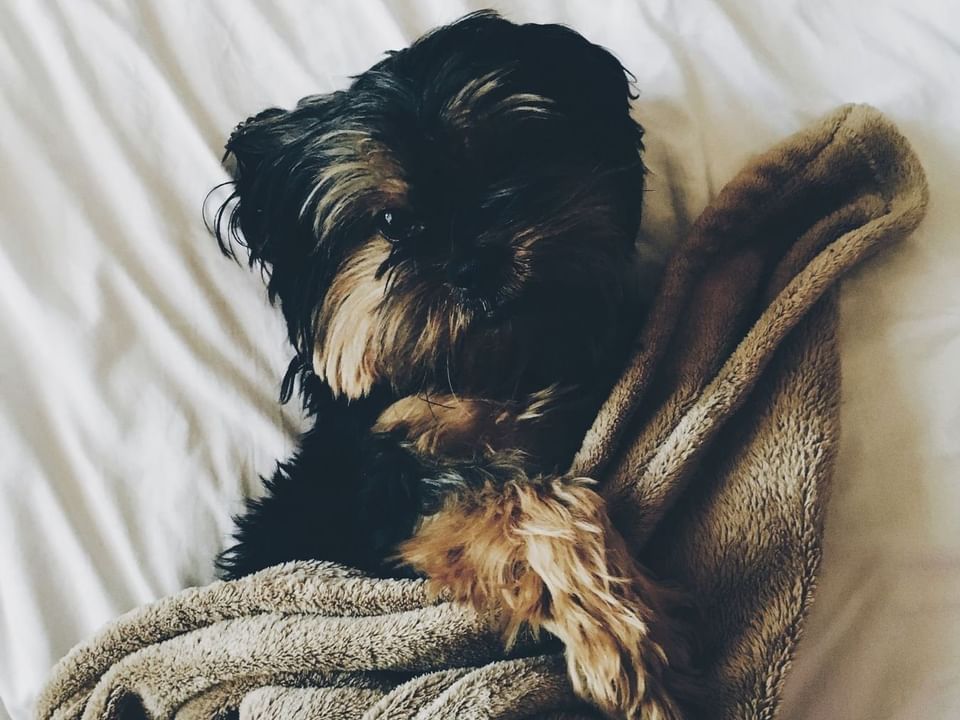 Small black and tan terrier-mix dog wrapped in a brown blanket on a bed at Casa Santo Domingo