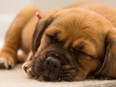 Small dog taking a light nap.