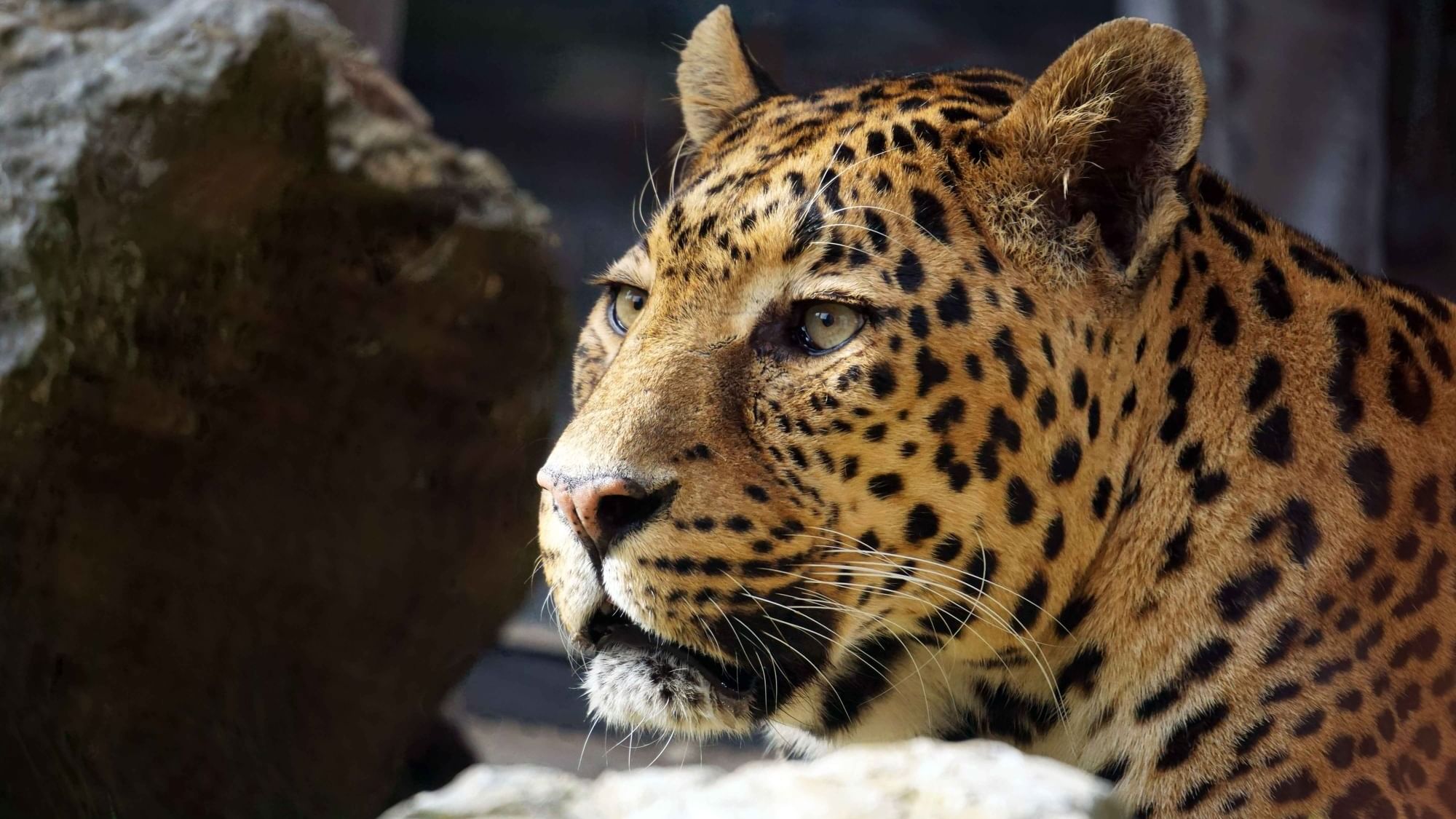A tiger in the Jurques Zoo - The Original Hotels