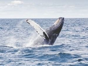 Whale watching cruises near The Sebel Quay West Suites Sydney