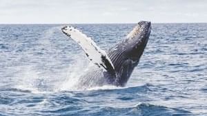 Whale watching cruises near The Sebel Quay West Suites Sydney