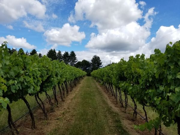 Willamette Valley Vineyard