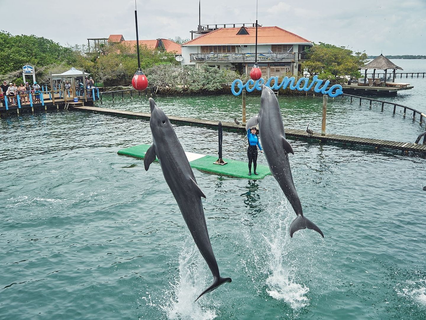 Pair of dolphins jumping playfully by a dock in Oceanarium near Hotel Isla Del Encanto