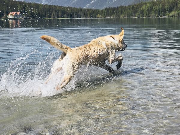 Dog leaping into a mountain lake surrounded by forested hills in Rainbow Park near Listel Whistler, a Coast Hotel