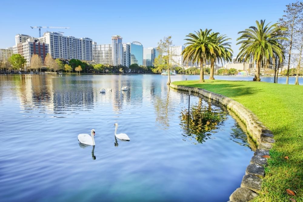 A large blue lake with several swans swimming beside a grassy shore and large skyscrapers in the distance.