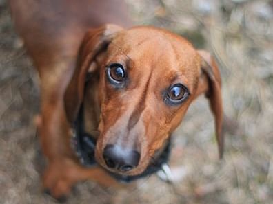 Weiner dog looking up