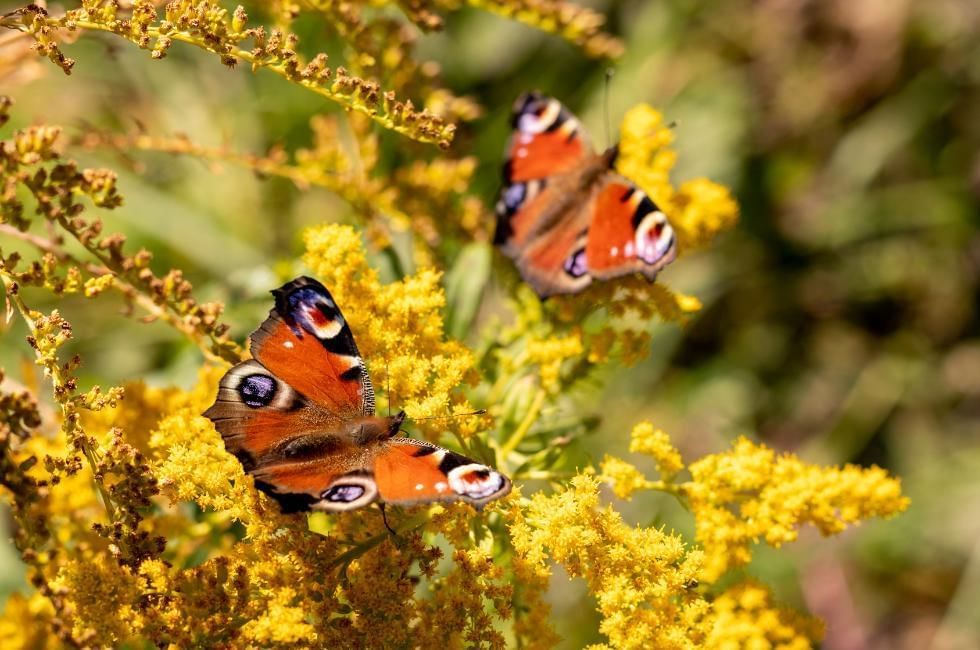 peacock butterflies 