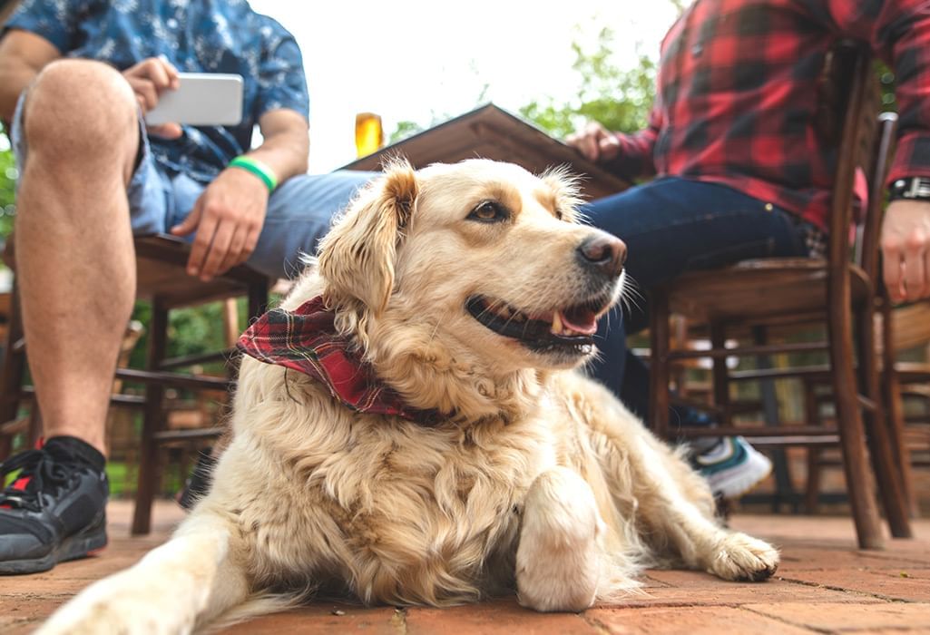 dog on patio