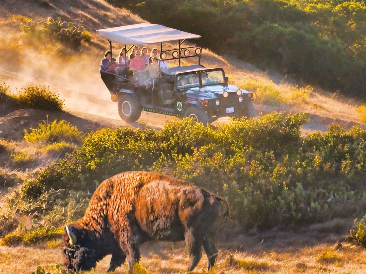 Safari jeep with tourists looking a bison in a dusty near Catalina Island Company, one of the things to do in catalina island