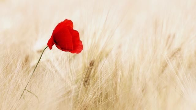 The Significance of Celebrating Remembrance Day in Canada