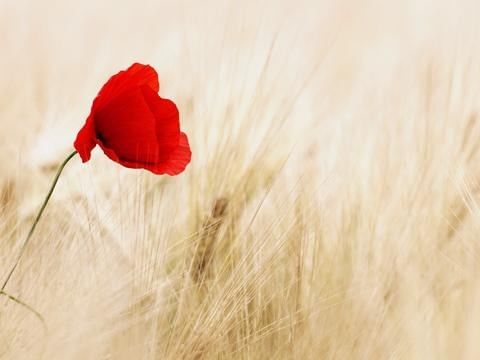 The Significance of Celebrating Remembrance Day in Canada