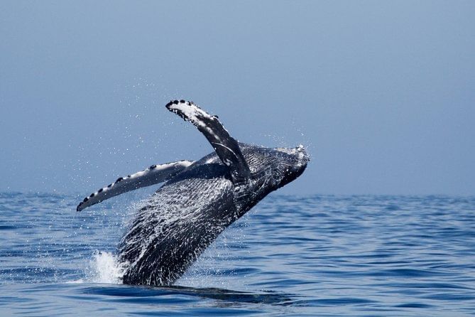 Whale Watching in Oceanside, CA | Things to Do Near Carlsbad by the Sea Hotel 