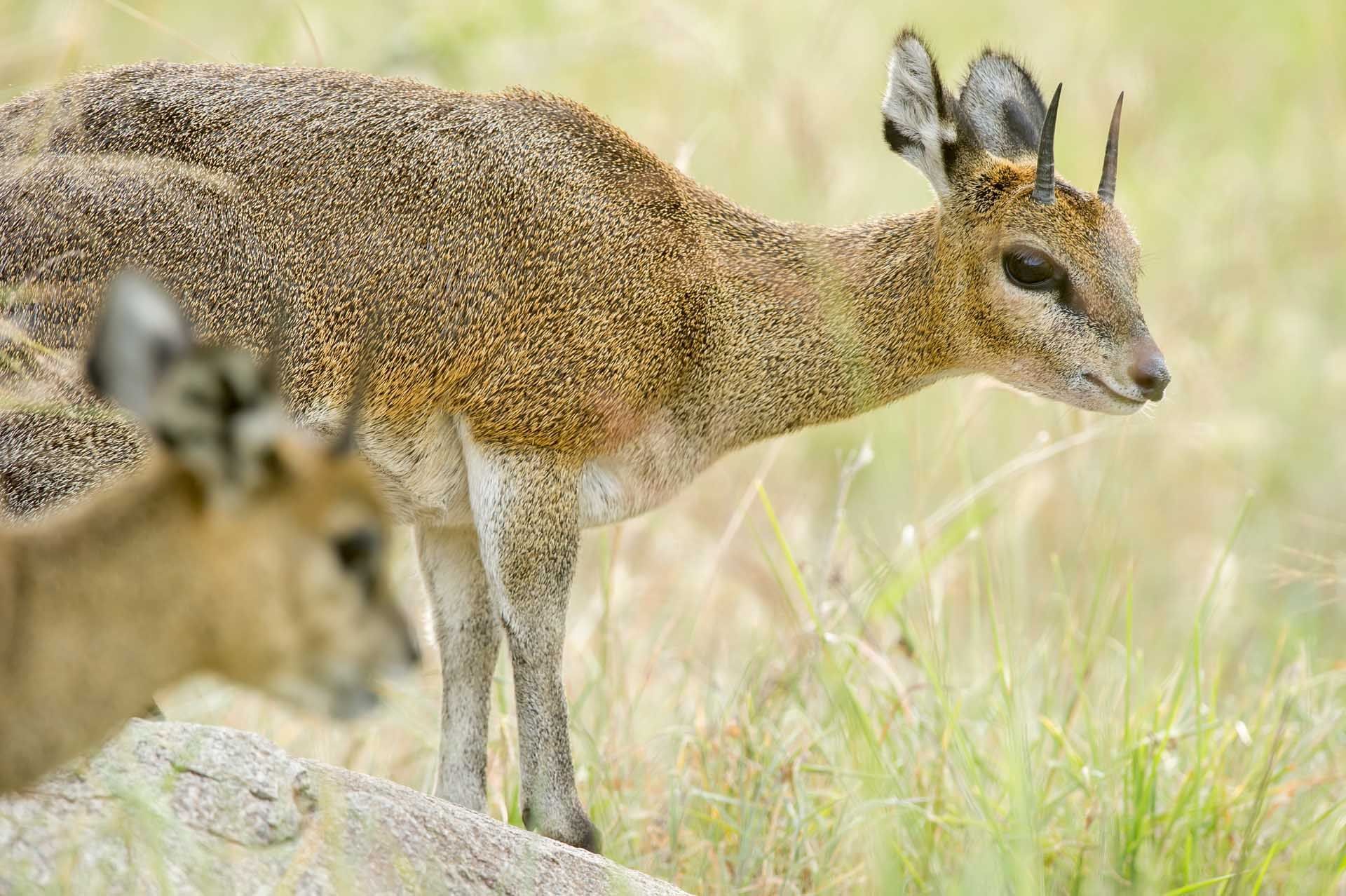 Family of deer near Mbuzi Mawe Serena Camp