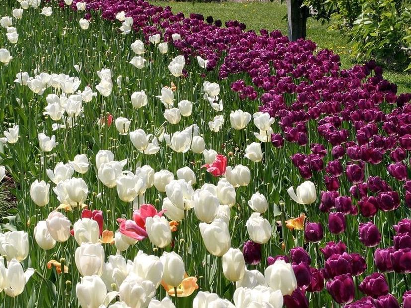 Norfolk Botanical Garden at Virginia Beach