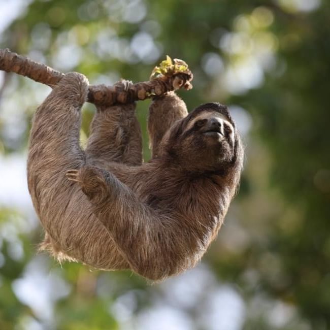 Sloth hanging on a tree branch at The Living Rainforest in Berkshire.
