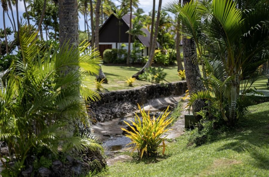Green tropical plants by a stone-lined stream under the shade of palms near a villa at Tambua Sands Beach Resort