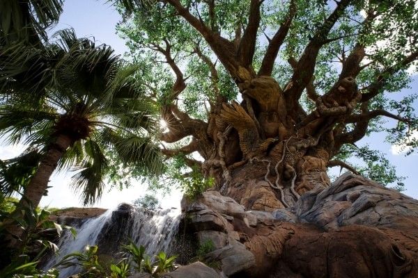 The Tree of Life at Animal Kingdom, the perfect spot for a Walt Disney World engagement.