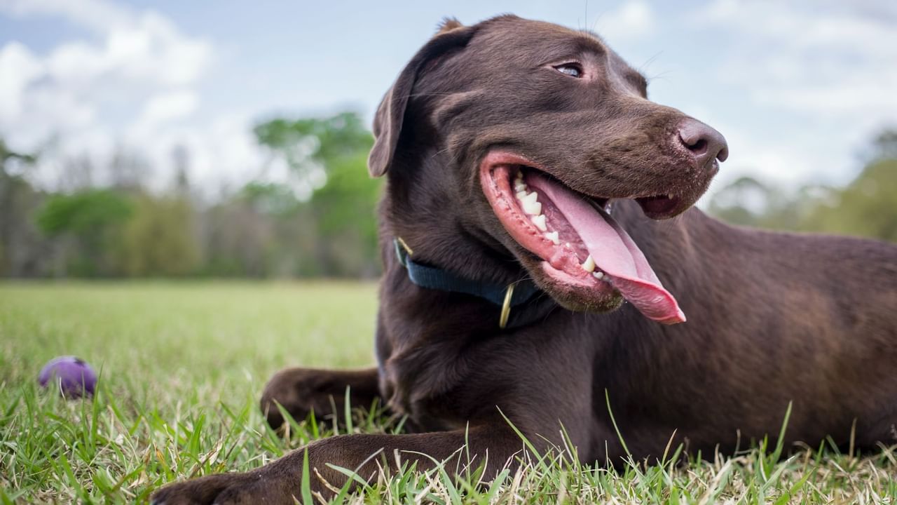 Smiling dog in grassy park