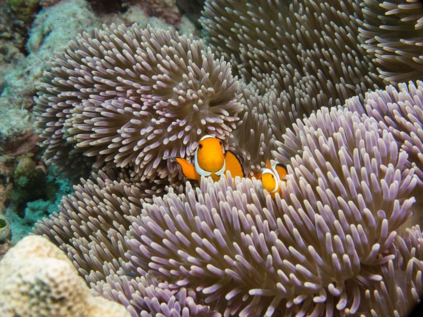 2 clownfishes in corals near Heron Island Resort