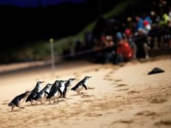 Penguins on Philip Island near Brady Hotels Jones Lane