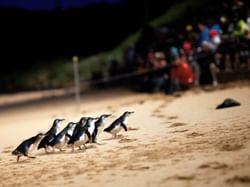 Penguins on Philip Island near Brady Hotel Jones Lane
