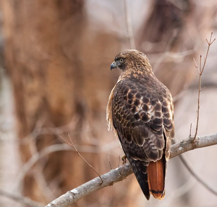 Close up of a Red-tailed Hawk near Inn at Willow Grove