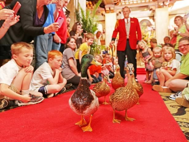 A crowd watching ducks on a red carpet at Peabody Memphis