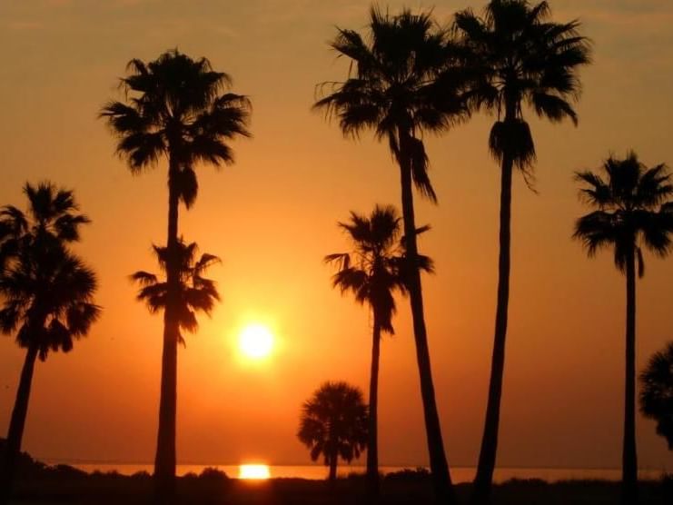 Beach with Coconut Trees near Safety Harbor & Resort