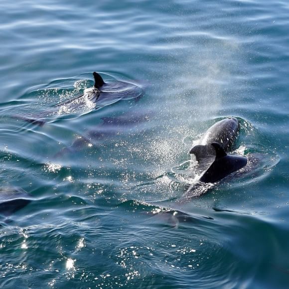 cetacei portovenere box