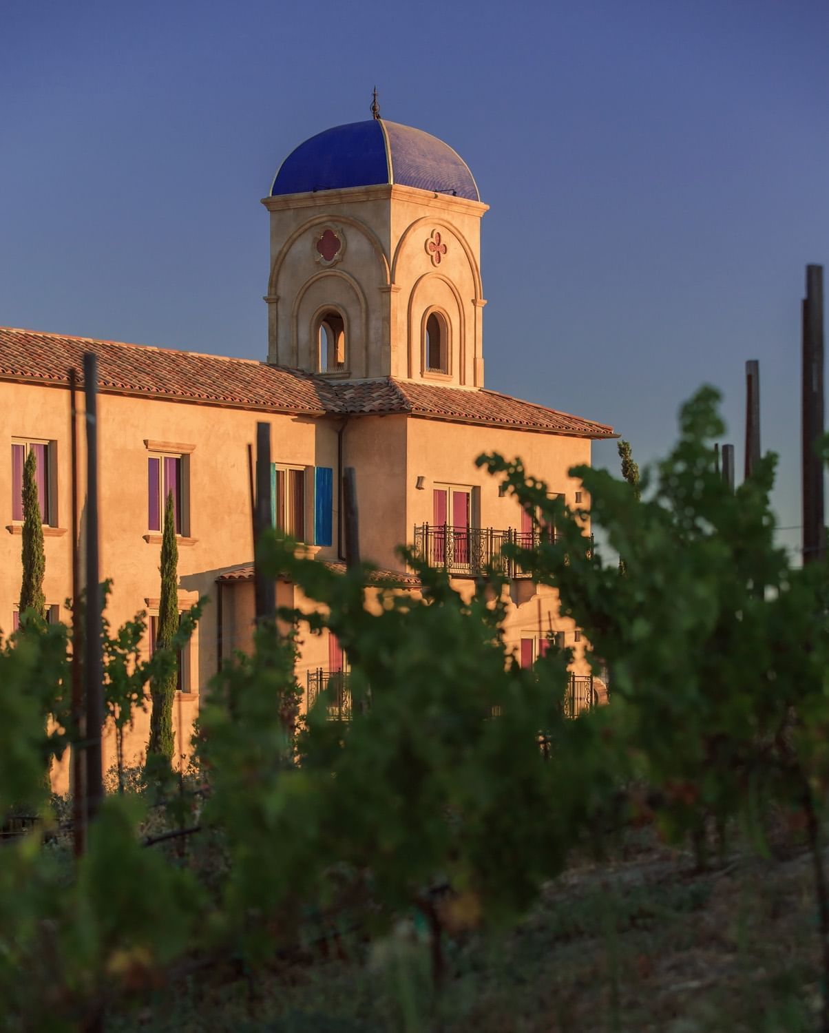 Lorem ipsum Looking through the vineyard to Allegretto's bell tower