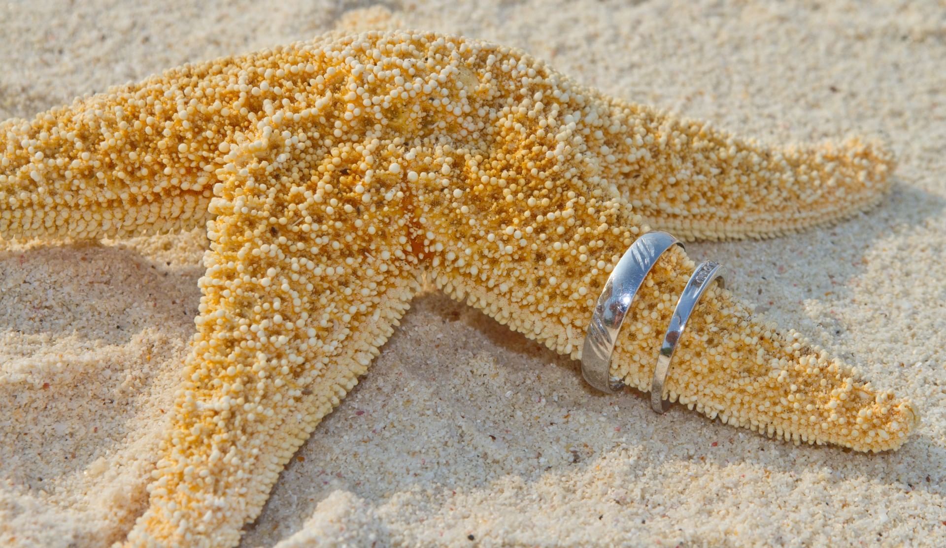 Close-up of a starfish with 2 rings near Amsterdam Manor Resort