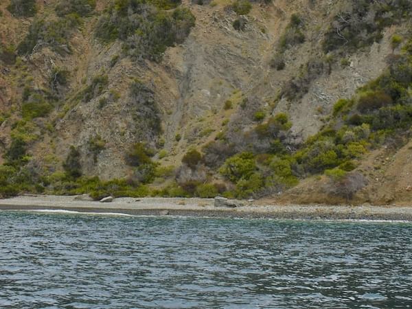 View of Gibraltar Beach with lush green trees near Catalina Island Company