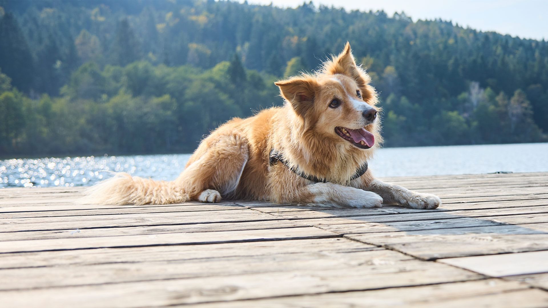 Brauner Hund mit Halsband liegt auf einem Holzsteg vor einem See und Wald.