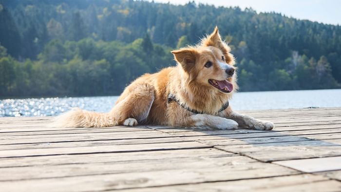 Brauner Hund mit Halsband liegt auf einem Holzsteg vor einem See und Wald.