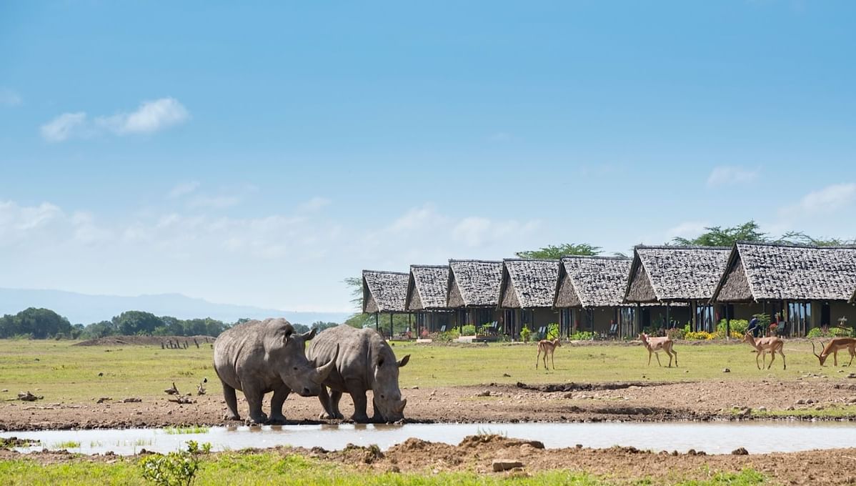 Rhinos near a water hole at Sweetwaters Serena Camp