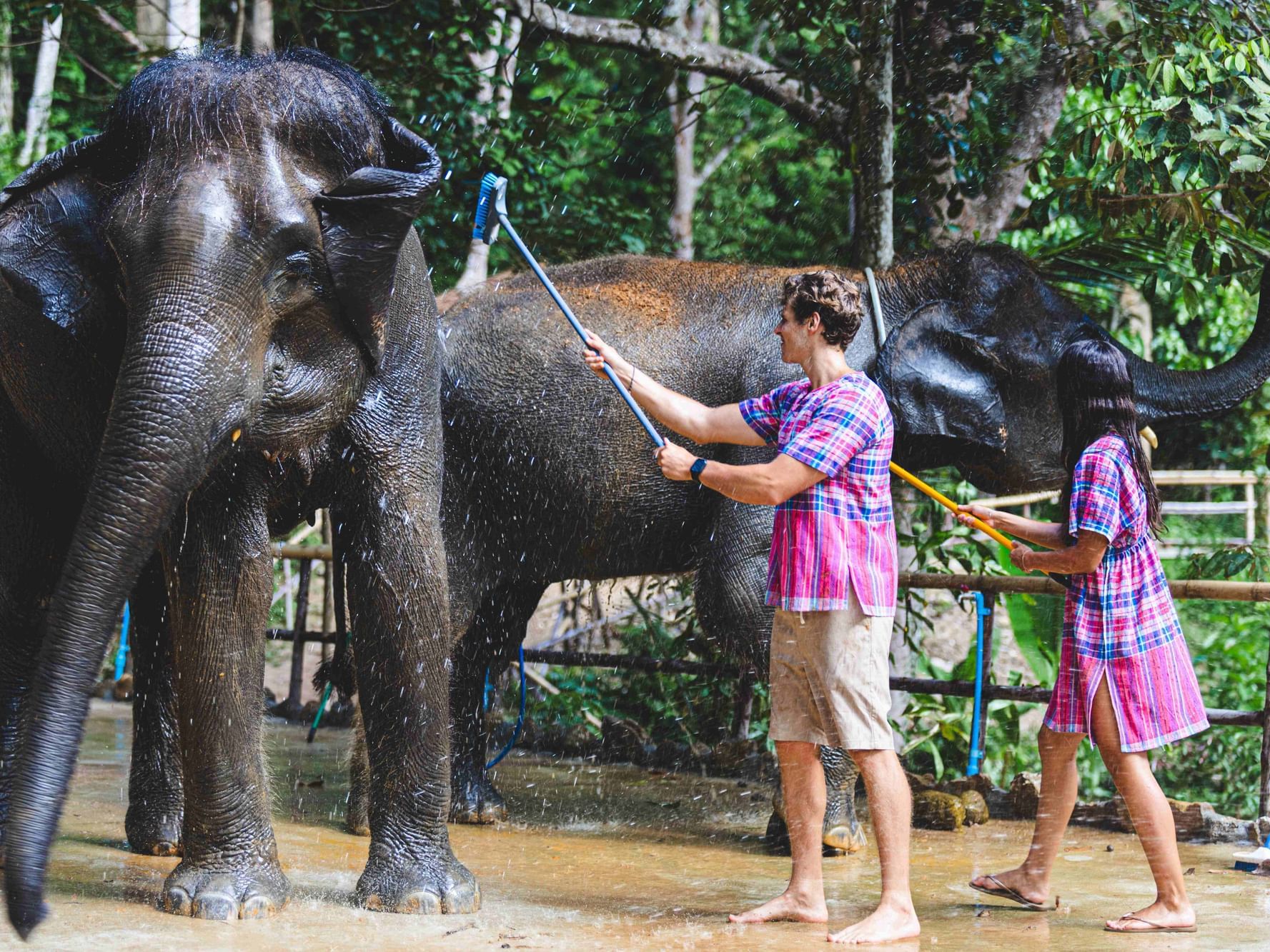 A couple is bathing the 2 elephants at the Patong Elephant Hug. No chain for the elephants. They are happy!