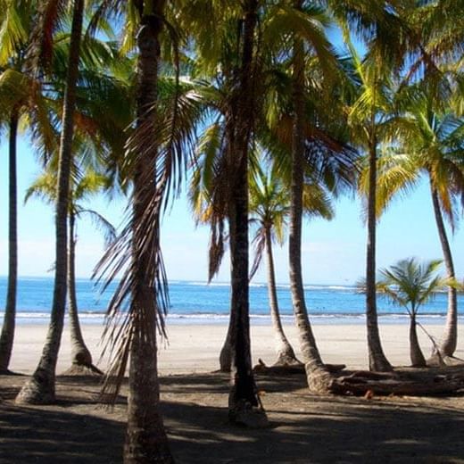 Coconut trees by the beach near Buena Vista Del Rincon