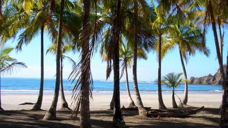 Coconut trees by the beach near Buena Vista Del Rincon