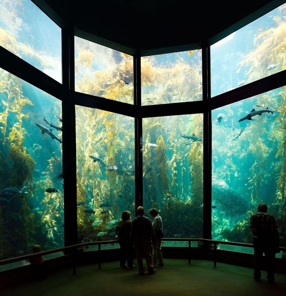 near The Monterey Hotel is the Monterey Bay Aquarium 